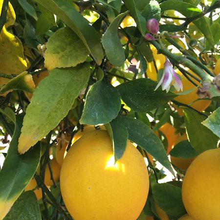 Готель Lemon Tree Доньї-Сегет Екстер'єр фото