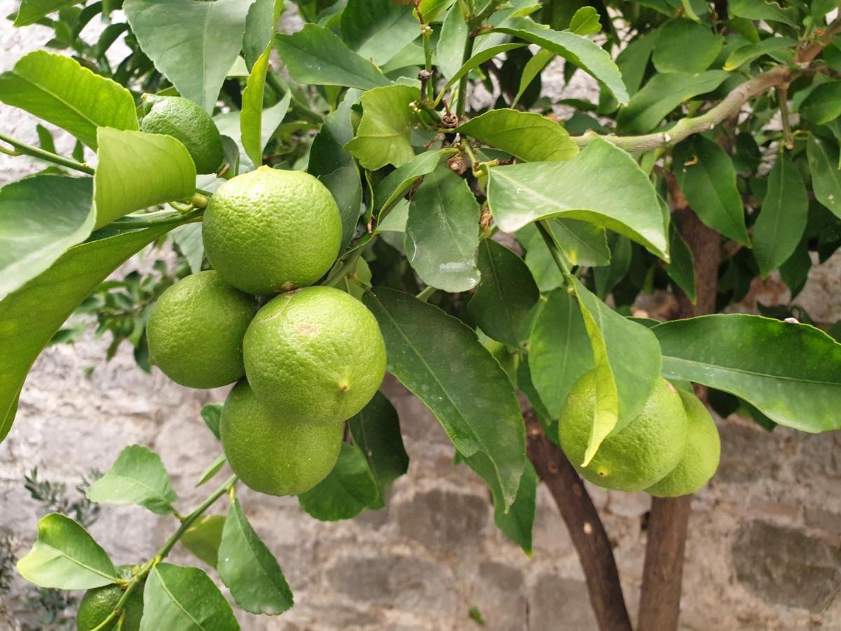 Готель Lemon Tree Доньї-Сегет Екстер'єр фото