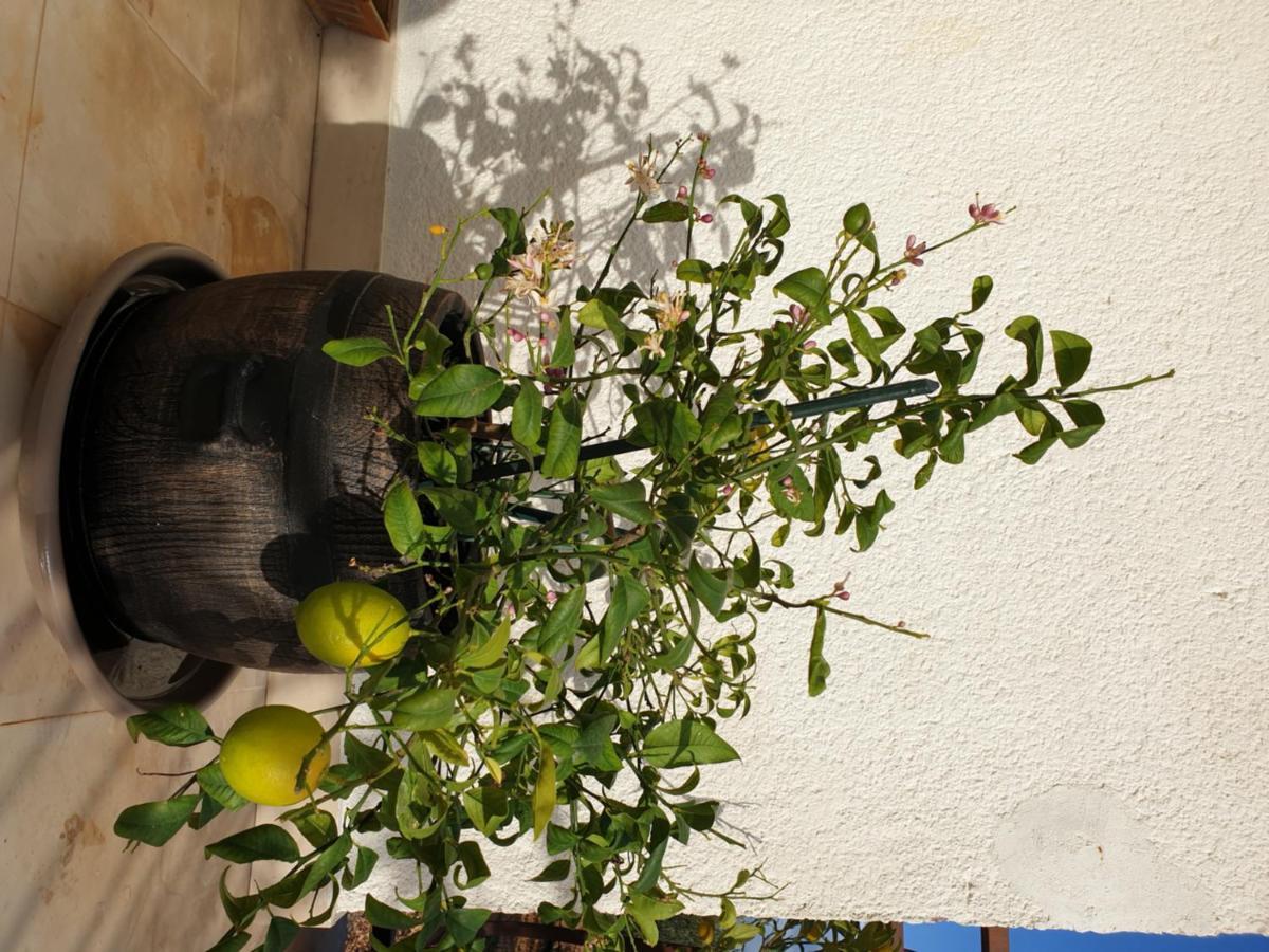 Готель Lemon Tree Доньї-Сегет Екстер'єр фото