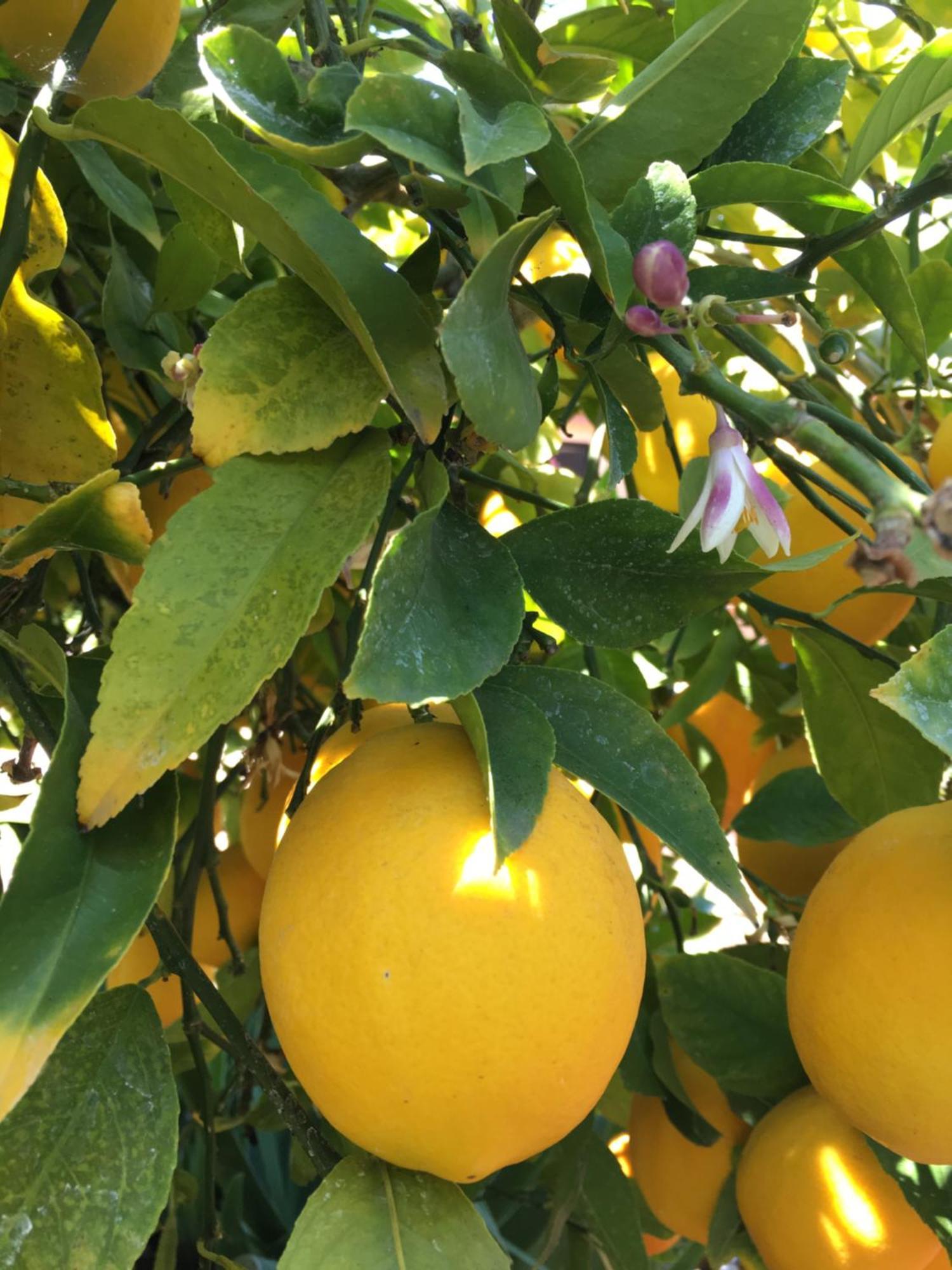 Готель Lemon Tree Доньї-Сегет Екстер'єр фото